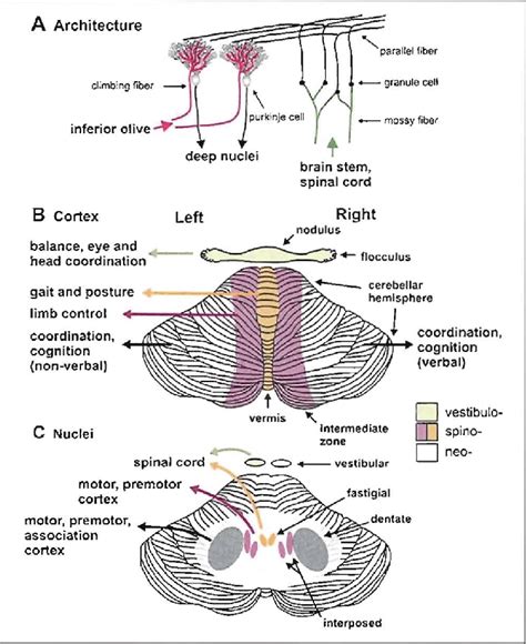 Cerebellum Anatomy And Function