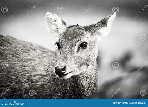 The pretty doe eyed deer stock photo. Image of femaledeer - 185915090