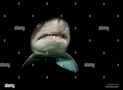 Nurse shark teeth hi-res stock photography and images - Alamy