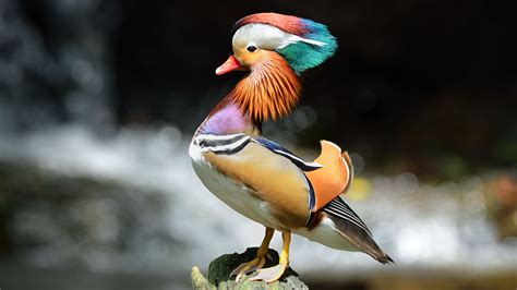 12 Facts About Mandarin Ducks | Mental Floss