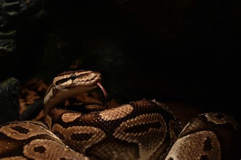 Python 1080P, 2K, 4K, 5K HD wallpapers free download | Wallpaper Flare