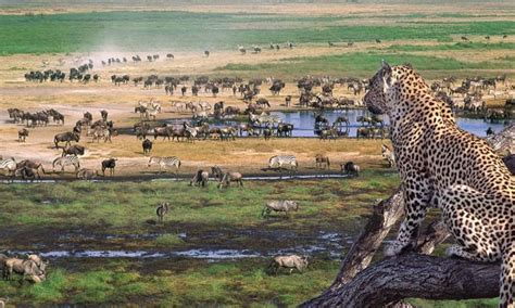 2 Days Ngorongoro Crater Safari - tanzania safaris