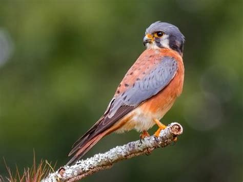 American Kestrel - NestWatch