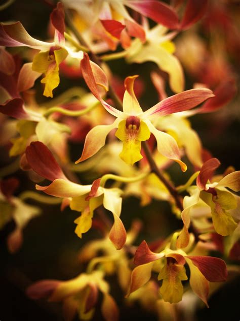 1080x1920 wallpaper | yellow-and-pink orchids | Peakpx