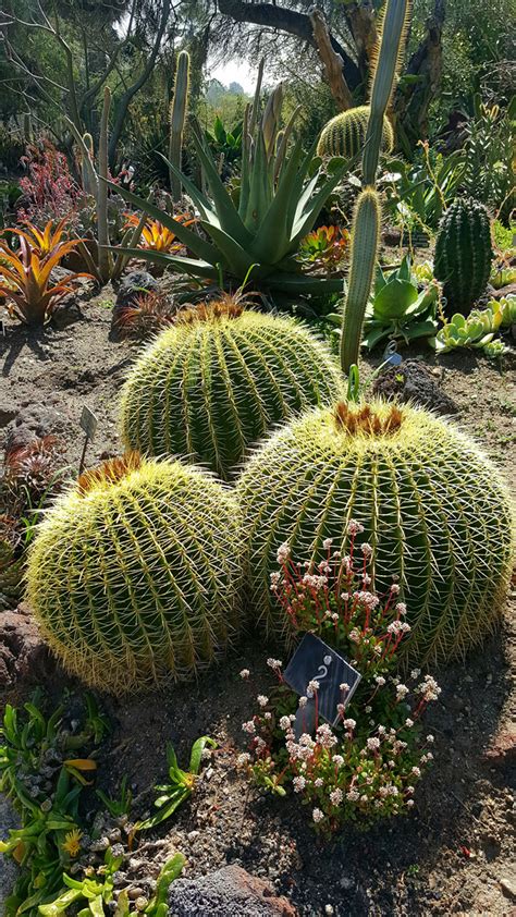 Hot and Unusual Cacti in CA - FineGardening