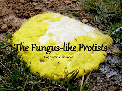 The Fungus-like Protists