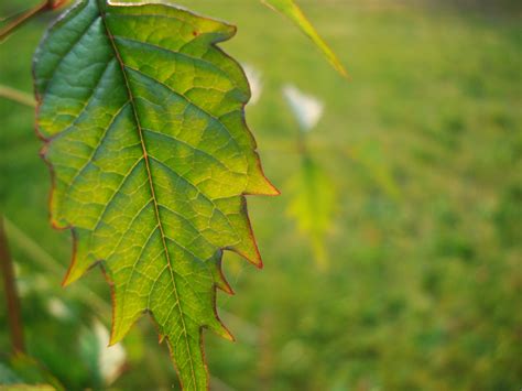 leaves, Forest, Trees Wallpapers HD / Desktop and Mobile Backgrounds