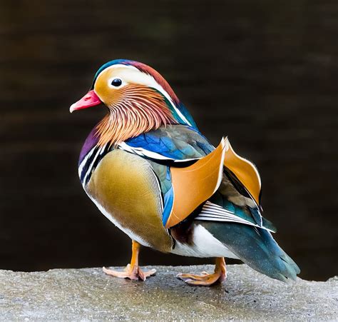 mandarin, duck, bird, colorful, plumage, animal, outdoor, feather, nature, wildlife | Pxfuel