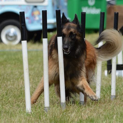 A Guide To Dog Agility Training And Equipment – DogsSportsGear