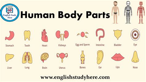 Human Body Parts Name With Picture In Tamil And English - Human Body Parts Names In Malayalam ...