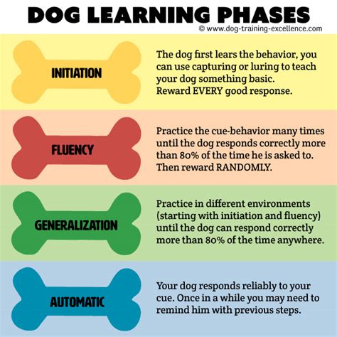 What Are Basic Dog Commands