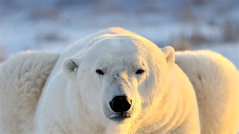 Polar Bear | San Diego Zoo Animals & Plants