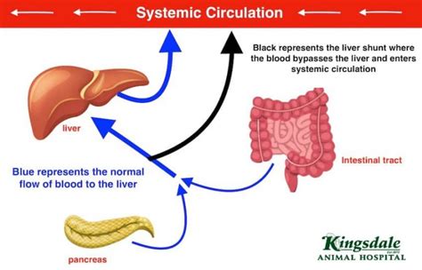 Liver Shunt In Dogs: Causes, Symptoms And Treatment | Kingsdale Animal Hospital