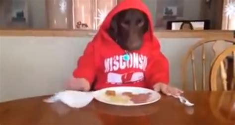 Dog Eating With Human Hands - Video - Heart