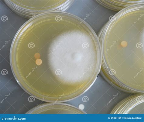 A Petri Dish with Mould stock image. Image of chemistry - 59864169