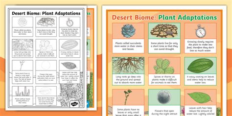 Desert Biome: Plant Adaptations Poster