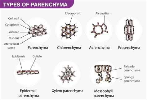 Parenchyma cells: Definition, Structure, Types, Functions