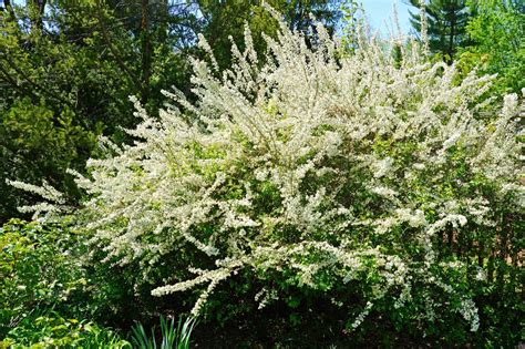 Bridal Wreath Spirea: Everything You Need to Know