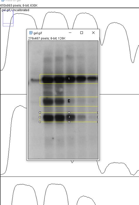 📚 western blot analysis with imagej, western blot auswertung imagej – Domykinsdy