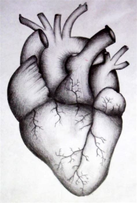 Human heart by kortney16 on DeviantArt