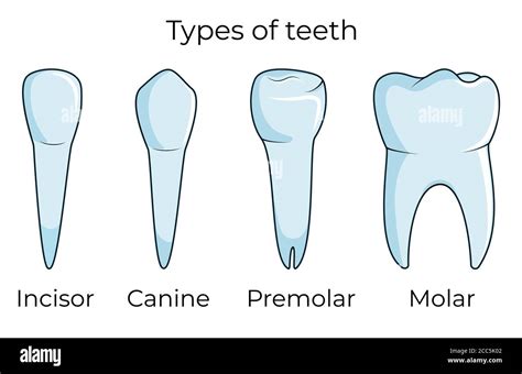 Four types of human teeth isolated on white background vector illustration Stock Vector Image ...