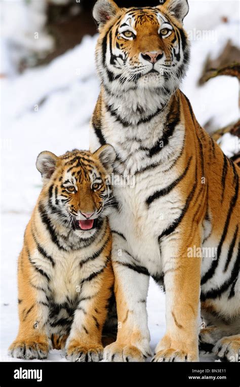 Cute Siberian Tiger Cubs