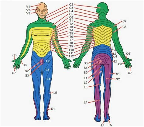 Dermatomes | Lower limb, Spinal nerve, Spine health