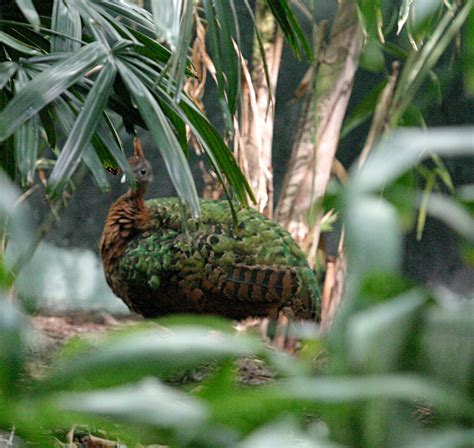 Congo Peafowl (Afropavo congensis) female; Image ONLY