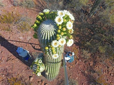 AZ State Flower: Saguaro Cactus Flower - Discover Marana