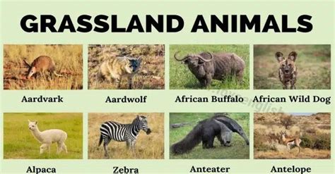 Grassland Animals: List Of 75 Animals That Live In Grassland - Love English | Grassland habitat ...