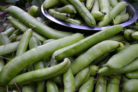 Growing fava beans early in the season – Sara's Kitchen Garden