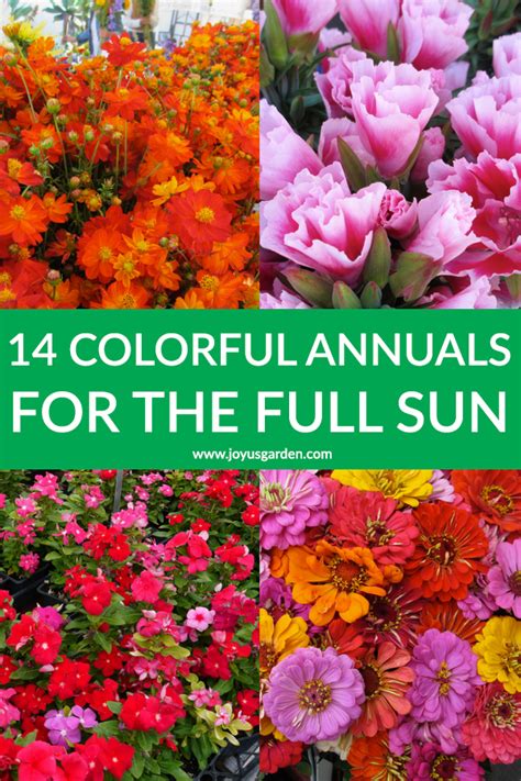 Annual Flowers For Sun Or Shade - 18 Annual Plants that Grow in Partial Shade - Garden ...