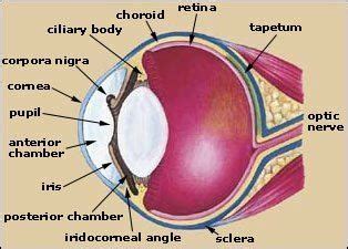 Horse Eye Anatomy