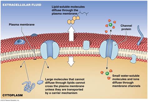 Methods Of Transport Across The Cell Membrane › Athens Mutual Student Corner