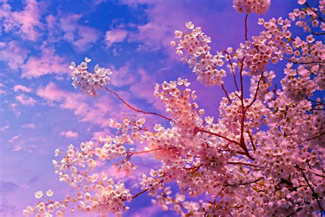 Cherry Blossom Tree 4k 5k Wallpaper,HD Nature Wallpapers,4k Wallpapers,Images,Backgrounds,Photos ...