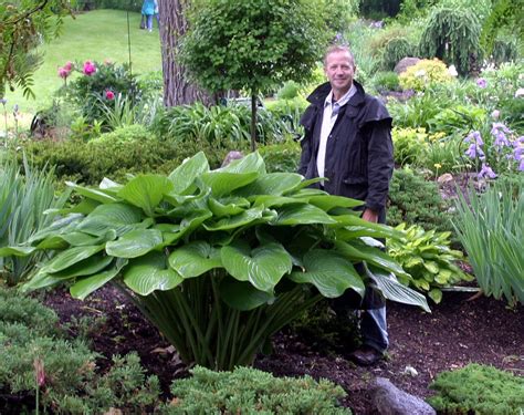 Pin by Dianne Johnson on For the Garden | Hosta gardens, Shade plants, Shade garden plants