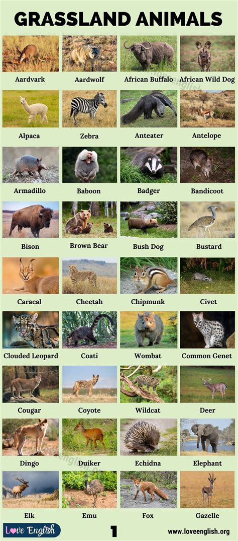 Grassland Animals: List of 75 Animals that Live in Grassland - Love English