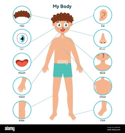 Learn Body Parts For Kids