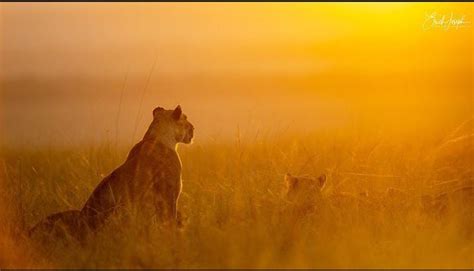 Sunrise in Maasai Mara. : r/Lions