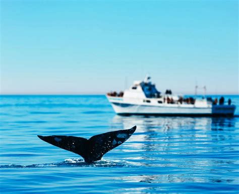 5 of the Best Whale Watching Tours from Newport Beach