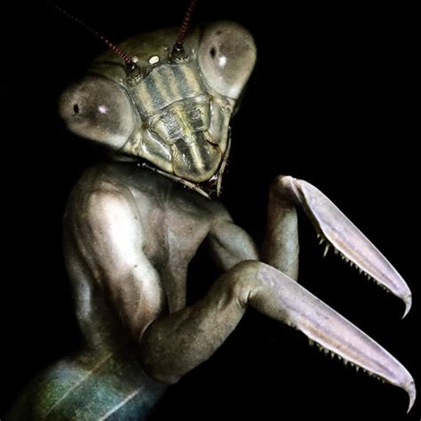 Mantis Man | Cryptid Wiki | FANDOM powered by Wikia