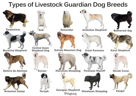 The Best Livestock Guardian Dog Breeds With Pictures | Farm dogs breeds, Working dogs breeds ...