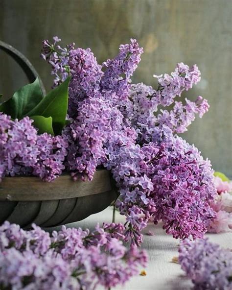 Interesting Facts about Lilac, Flower Arrangements and Colorful Home Decorating Ideas