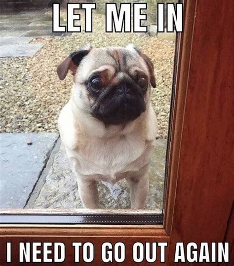 16 Best Pug Memes So You Won't Be Sad | The Dogman