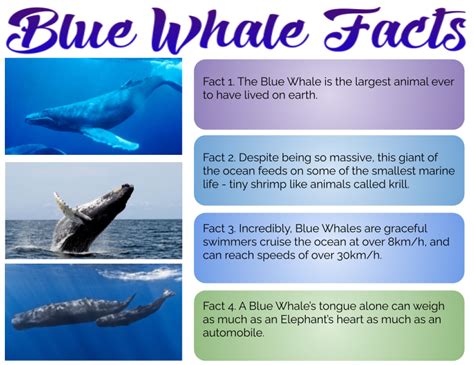 Emeline @ Pt England School: Blue Whale Facts