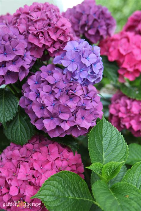 Pretty Pink or Brilliant Blue: Changing Colour of Hydrangea Flowers - Garden Therapy