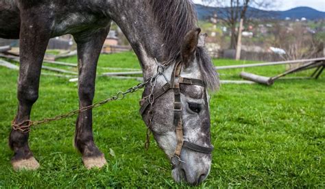 Types of Hobbles for Horses - Helpful Horse Hints