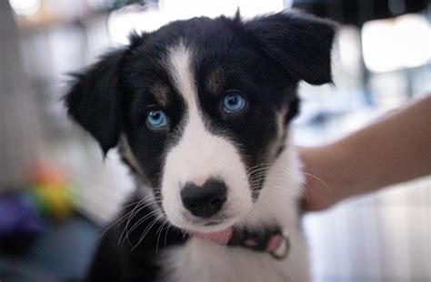 Our little rescue - Border Collie - Husky mix - 10 weeks old 💙 : BorderCollie