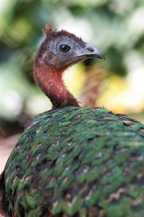 Female head (congo peafowl) | Peafowl, Pet birds, African animals