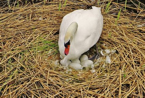 When Do Swans Lay Eggs? Habits & Breeding - Optics Mag